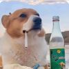 辽宁网友93945
