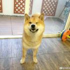 QQ头像