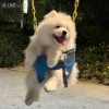 台湾网友17157