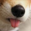 新疆网友24688