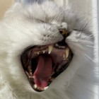 QQ头像