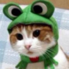 QQ Email Avatar