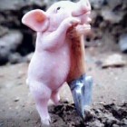 QQ头像