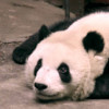 QQ头像