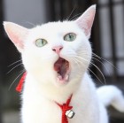 QQ头像