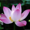 台湾网友79504
