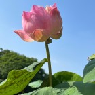 QQ头像