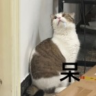 QQ头像
