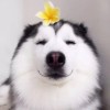 网友昵称：搜狗输入法下载电脑版