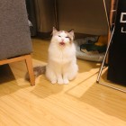 QQ头像
