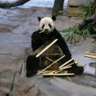 QQ头像