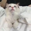 野容8j包宝