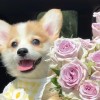 甘肃网友61107