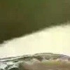 吉林网友61865