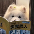 QQ头像