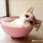 QQ头像