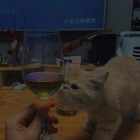 QQ头像