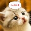 河北网友65266