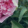 海南网友47247