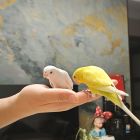 QQ头像