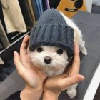 QQ头像
