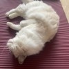 山东网友77249