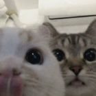 QQ头像
