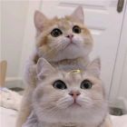 QQ头像