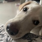 QQ头像