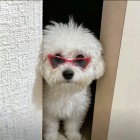 QQ头像