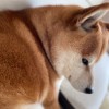 甘肃网友26484