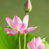 甘肃网友76294