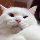 QQ头像