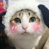 甘肃网友51417