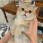 QQ头像