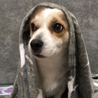 QQ头像