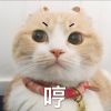 新疆网友94942