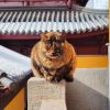 陕西网友53104