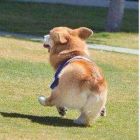 QQ头像