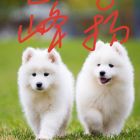 QQ头像