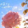 重庆网友14818