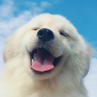 QQ头像