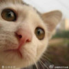 澳门网友20885