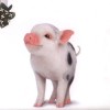 安徽网友75851