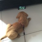 QQ头像