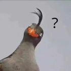 QQ头像