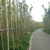 广西网友68135