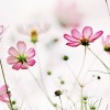 萌%美炫山花