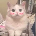 QQ头像