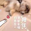广东网友47505